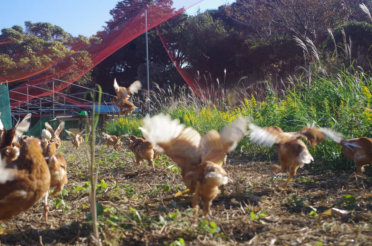 ホホヱミ農園 あめつちたまご 36個 · ホホヱミ農園