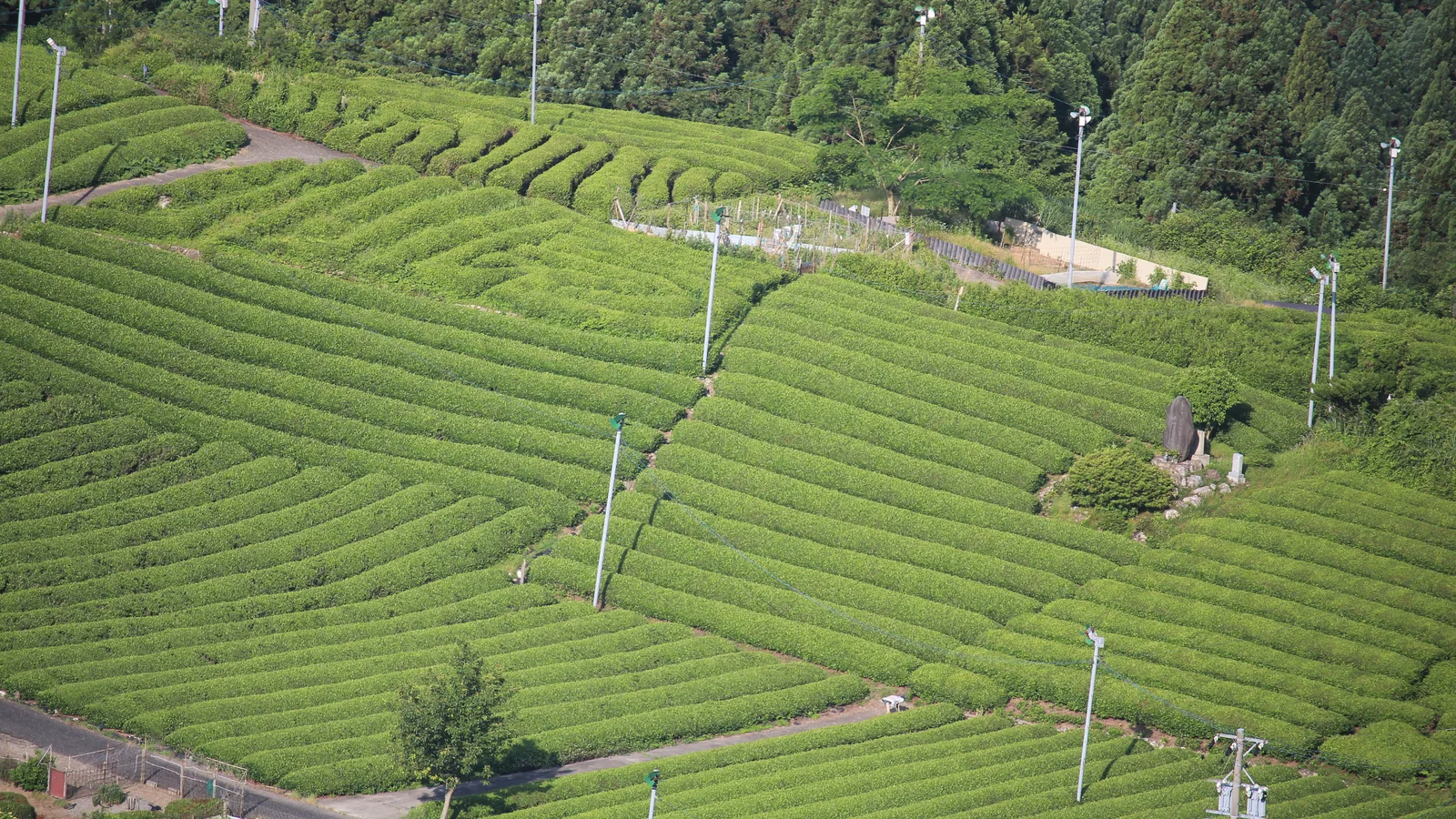 在来茶と地域のお茶文化を示す、日本の茶畑の畝。