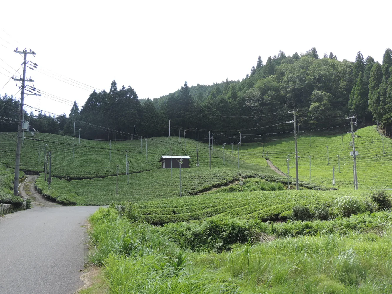 地域の茶生産と沖縄紅茶の記事に使う、日本の茶畑の列。
